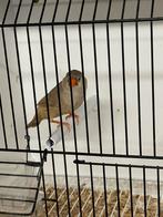 Oranjeborst zwartborst bruine pop, Femelle, Oiseau tropical, Bagué