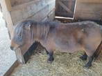 mini paardje merrie, Dieren en Toebehoren, Merrie, A pony (tot 1.17m), Recreatiepony, 7 tot 10 jaar