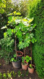 vijgenboom, Tuin en Terras, Planten | Fruitbomen, Ophalen, Volle zon, Vijgenboom, Zomer