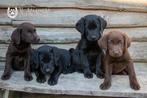 labrador pups, beide ouders zijn hier aanwezig, Dieren en Toebehoren, België, CDV (hondenziekte), 8 tot 15 weken, Labrador retriever