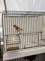 Distelvinken Major  man te koop, Mannelijk