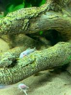 Snow white pleco babies, Dieren en Toebehoren, Vissen | Aquariumvissen