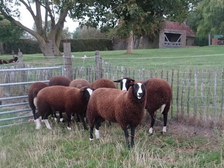 ooilammeren, Dieren en Toebehoren, Schapen, Geiten en Varkens, Schaap, Vrouwelijk, 0 tot 2 jaar