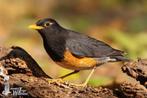 Zwartborstlijsters, Dieren en Toebehoren, Vogels | Overige Vogels, Meerdere dieren, Tropenvogel, Geringd