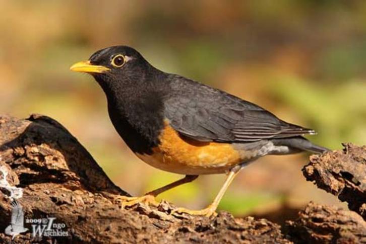 Zwartborstlijsters, Dieren en Toebehoren, Vogels | Overige Vogels, Tropenvogel, Meerdere dieren, Geringd