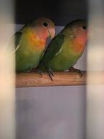 Agapornis roseicollis dwergpapegaai