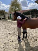 Welsch all-round C sportpony 7 jaar parcourservaring, Dieren en Toebehoren, Gechipt, Ruin, 7 tot 10 jaar, L