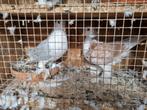 Lahore, Dieren en Toebehoren