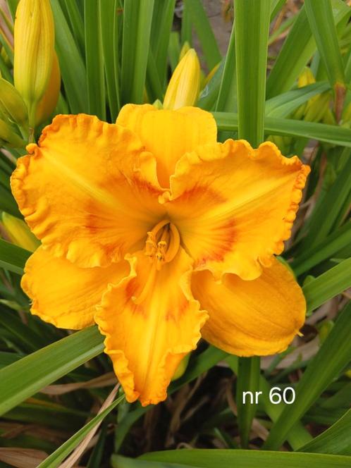 Hemerocallis  nr 60, Tuin en Terras, Planten | Tuinplanten, Ophalen of Verzenden