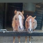 Twee lieve jaarling ruinen, Dieren en Toebehoren, Pony's, Ruin, Niet van toepassing, Gechipt, 0 tot 2 jaar