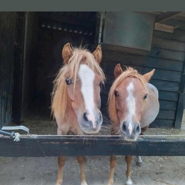 Twee lieve jaarling ruinen, Dieren en Toebehoren, Pony's, Ruin, Niet van toepassing, 0 tot 2 jaar, Gechipt, Ontwormd, Ingeënt