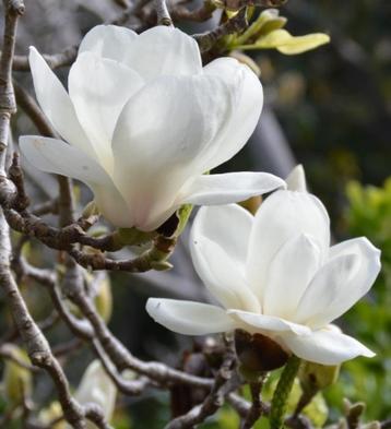 Magnolia soul. alba-zuiverwitte lichtgeurende bloem !!
