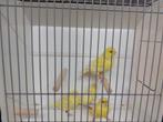 Kanaries geel TT waardig, Dieren en Toebehoren, Meerdere dieren, Kleurkanarie