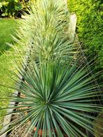 Yucca rostrata, Tuin en Terras, Planten | Bomen, In pot, Zomer, Overige soorten, Volle zon