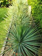 Yucca rostrata, En pot, Plein soleil, Enlèvement, Été