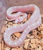 Korenslangen, Dieren en Toebehoren, Reptielen en Amfibieën