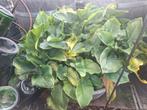 Zinken kuipen volledig gevuld met Arendskelken planten!, Tuin en Terras, Ophalen