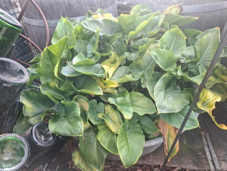 Zinken kuipen volledig gevuld met Arendskelken planten!, Tuin en Terras, Tuinwanddecoratie, Ophalen