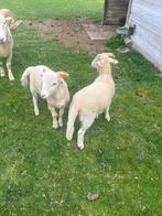 Wiltshire horn ramlammeren, Dieren en Toebehoren, Schapen, Geiten en Varkens, Mannelijk, Schaap, 0 tot 2 jaar