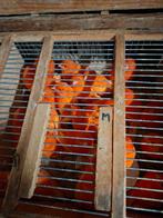 Kanaries rood vetstof 25euro stuk, Dieren en Toebehoren, Vogels | Kanaries