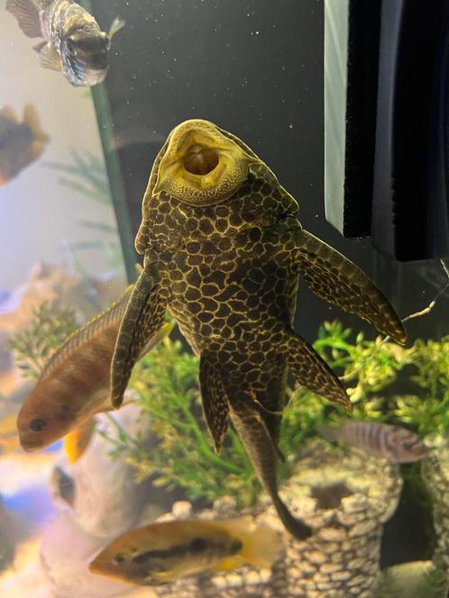 Aquarium vissen, Dieren en Toebehoren, Vissen | Aquariumvissen, Zoetwatervis, Vis