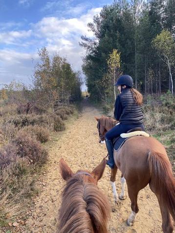 Training voor jou paard beschikbaar voor biedingen