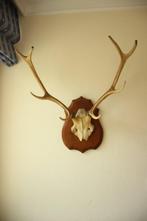 Taxidermie gewei hert 8-ender, Verzamelen, Dierenverzamelingen, Ophalen, Gebruikt, Hert