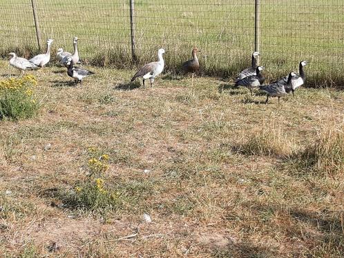 Sierganzen 2025, Dieren en Toebehoren, Pluimvee, Gans of Zwaan, Meerdere dieren