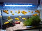 Vissen malawi Labidochromis caeruleus, Dieren en Toebehoren, Ophalen, Zo goed als nieuw