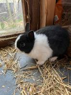 Bont kleurdwerg rammetje, Klein