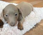 teckel pups,dwerg,reutje,isabella, Dieren en Toebehoren, België, Reu, 8 tot 15 weken, Korthaar
