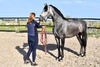 Knappe 5 jarige sport PRE, Dieren en Toebehoren, Gechipt, Ruin, Dressuurpaard, 3 tot 6 jaar