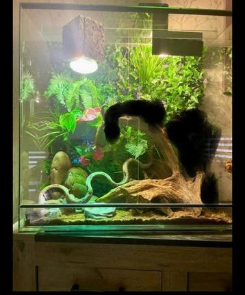Terrarium voor kameleon  beschikbaar voor biedingen
