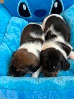 Piedbald dwergteckel pups, Dieren en Toebehoren, Honden | Teckels en Dashonden, België, CDV (hondenziekte), 8 tot 15 weken, Korthaar