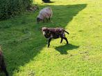 Ouessant rammetje, Dieren en Toebehoren, Schapen, Geiten en Varkens