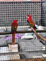 Koppel rosella, Dieren en Toebehoren, Vogels | Parkieten en Papegaaien
