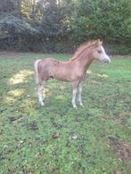 Welsh A veulen, Dieren en Toebehoren, Niet van toepassing, 0 tot 2 jaar, Hengst, A pony (tot 1.17m)