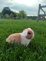 Nederlandse dwerg hangoortjes, Dieren en Toebehoren, Konijnen, Dwerg
