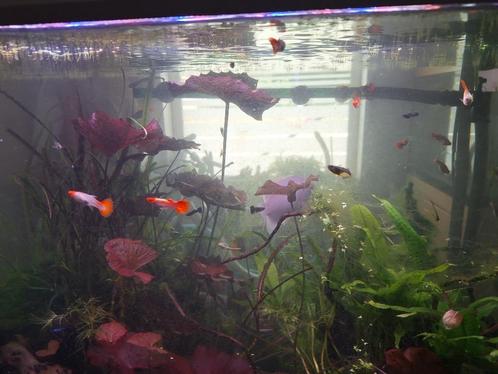 Babyguppen te koop - vissen, Dieren en Toebehoren, Vissen | Aquariumvissen