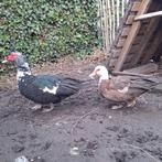 Koppeltje barbarie eenden, Animaux & Accessoires