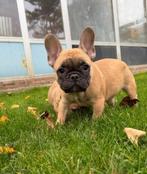 Franse bulldog pups bij ons thuis geboren, Dieren en Toebehoren, Honden | Bulldogs, Pinschers en Molossers, België, Fokker | Hobbymatig