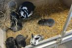 Nederlandse dwerghangoor, Dieren en Toebehoren, Konijnen, Meerdere dieren, Klein, Hangoor