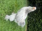 Brahma haan, Dieren en Toebehoren, Mannelijk, Kip