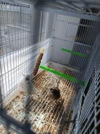 Canaris Gloster et 2 cages d'élevages avec séparations, Animaux & Accessoires, Oiseaux | Canaris