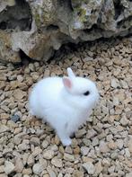 Dwerg konijntje . . Pooltje, Dieren en Toebehoren, Konijnen, Klein