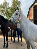 Paard half Arabier half schimmel, Dieren en Toebehoren