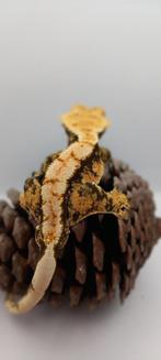 1.0 bewezen kweekman, extreme harlequin wimpergekko, Dieren en Toebehoren