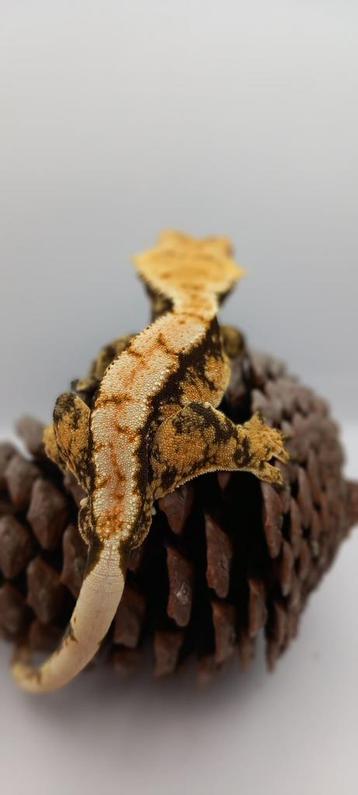 1.0 bewezen kweekman, extreme harlequin wimpergekko beschikbaar voor biedingen