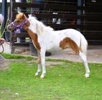 AMHA / NMPRS minipaardjes, Dieren en Toebehoren, Merrie, Gechipt