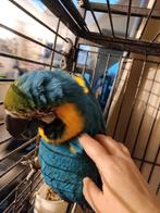 Handtamme blauw gele ara, Dieren en Toebehoren